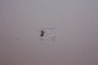 Nitteled knastkæd 92RH2010 SCR0409